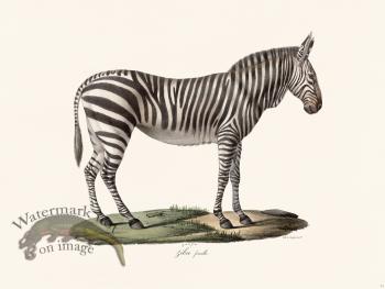 Cuvier 071 Female Zebra